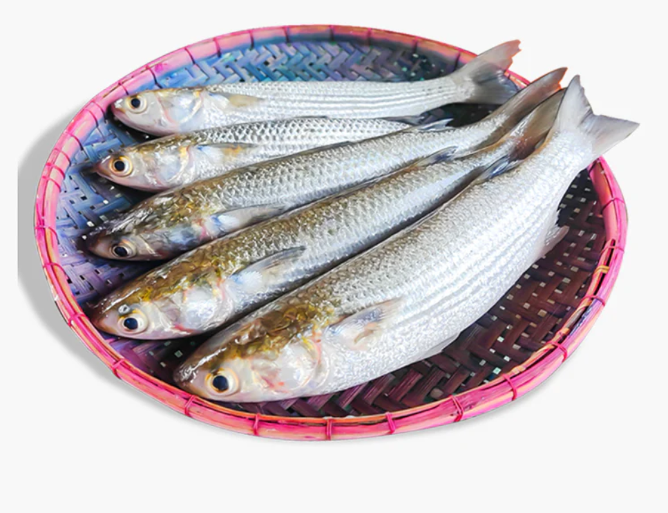 ভাঙ্গন মাছ - প্রতি কেজি ৮০০ টাকা
